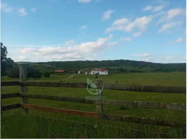 Fazenda con oliveras perto de punta del este