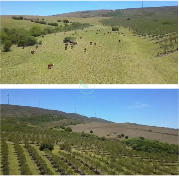 Fazenda con oliveras perto de punta del este