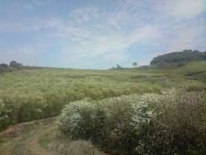 Fazenda em divisa nova - minas gerais