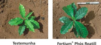 Fertium phós sao fertilizantes organominerais