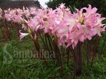 Amaryllis belladonna l. – lírio-beladona - Agroads