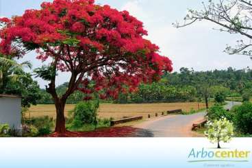 Flamboyant vermelho (denolix regia)