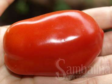 Tomate opalka